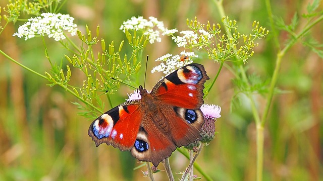 peacock-butterfly-1526939_640