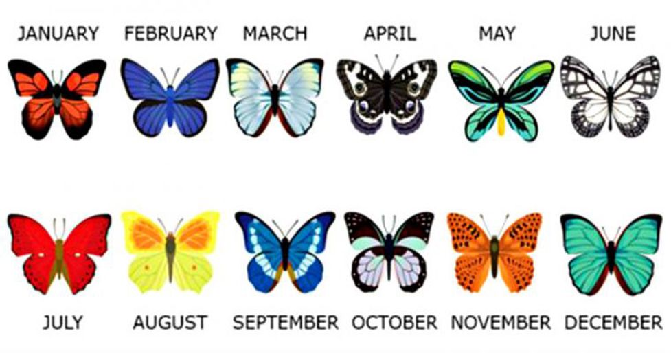 What Your Birth Month Butterfly Says About You