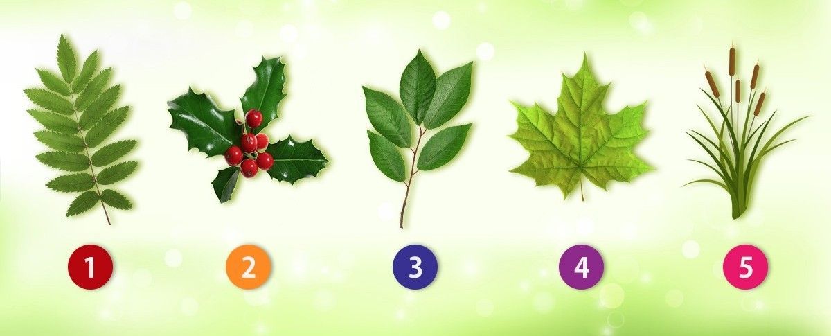 Which Leaf Do You Like The Most?